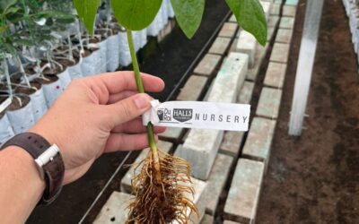 Seedling vs Clonal Rootstocks: how to choose